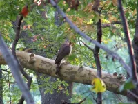 Cooper havik [Accipiter coooperii]